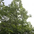 IMG_1360817