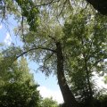 IMG_1360851