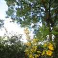 IMG_1360906