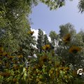IMG_1360937