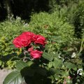 IMG_1360939