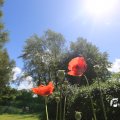 IMG_1360990