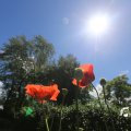 IMG_1360991