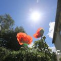 IMG_1360993
