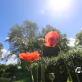 IMG_1360994
