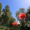 IMG_1360995