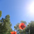 IMG_1360996