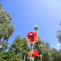 IMG_1360998