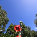 IMG_1360999