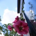 IMG_1361016