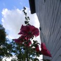 IMG_1361021