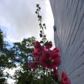 IMG_1361022