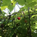 IMG_1361055