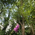 IMG_1361086