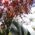 IMG_1361116