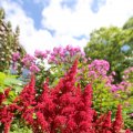 IMG_1361131