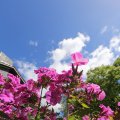 IMG_1361133