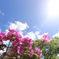 IMG_1361135