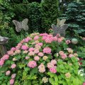 IMG_1361183
