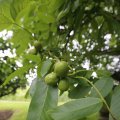 IMG_1361192