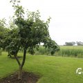 IMG_1361195