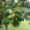 IMG_1361197