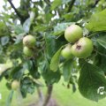 IMG_1361198