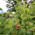 IMG_1361229