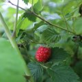IMG_1361233