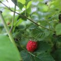 IMG_1361235