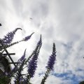 IMG_1361267