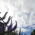IMG_1361269