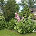 IMG_1361271