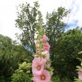 IMG_1361276
