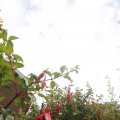 IMG_1361297