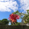 IMG_1361312