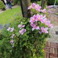 IMG_1361320