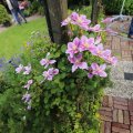 IMG_1361321