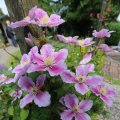 IMG_1361326