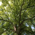 IMG_1361373
