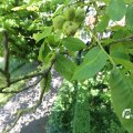 IMG_1361374
