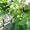 IMG_1361375