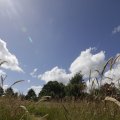 IMG_1361405