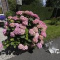 IMG_1361455