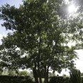 IMG_1361461