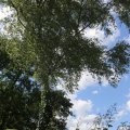 IMG_1361475