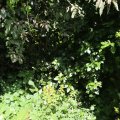 IMG_1361479