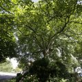 IMG_1361510