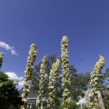 IMG_1361832