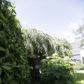 IMG_1361866